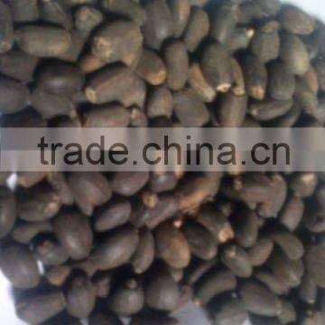 Jatropha Seeds