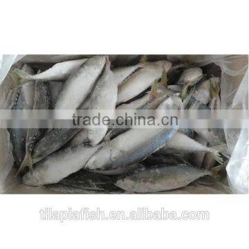 Best quality frozen indian mackerel fish for sale