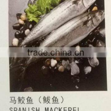 cheap frozen spanish mackerel on sales