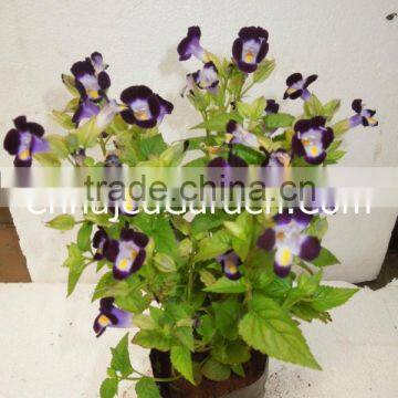 Seasonals-Torenia Fourniera(Pack Of 12)