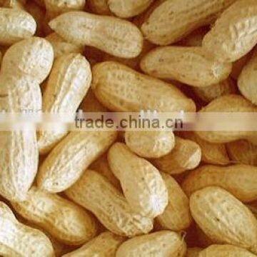 Top quality peanut in shell for market