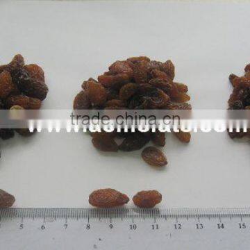 top quality raisin(sun dried) from xinjiang