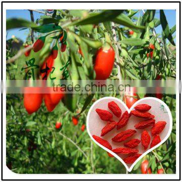 IQF Goji,frozen goji berry,new season wolfberry,dried goji berry