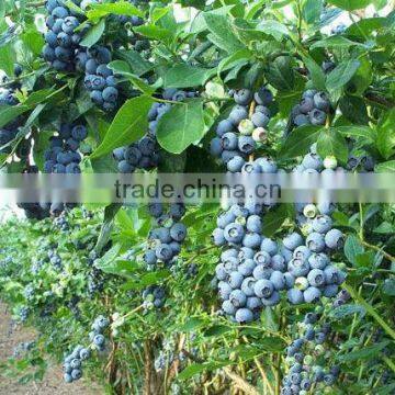 Blue Berry Trees Seedling