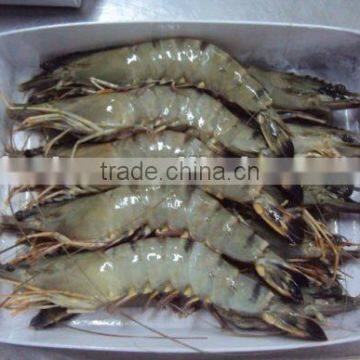 frozen black tiger shrimp