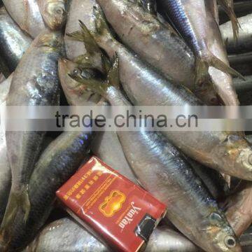 Sardine(Sardinella Longiceps) photo-2
