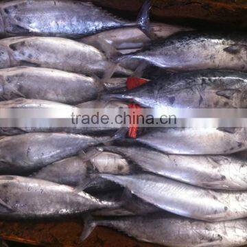 Frozen Bonito Tuna photo-4