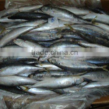 Frozen BQF Round Scad Muroaji Decapterus Macarellus photo-3