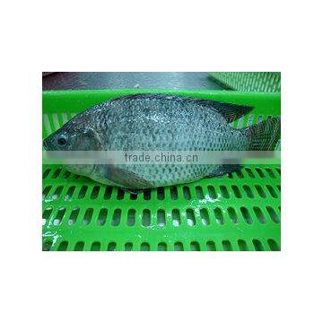 Frozen Tilapia