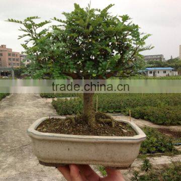 Zanthoxylum Odorum bonsai ball shape