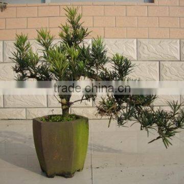 Indoor Bonsai Podocarpus Macrophyllus for Decoration S Shape photo-4