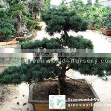 podocarpus macrophyllus small bonsai