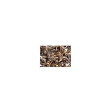 Freeze Dried Cricket