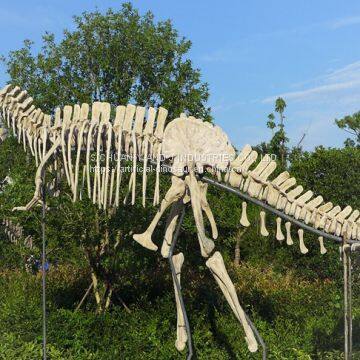 Man-made Dinosaur Fossil Skeleton Model photo-3