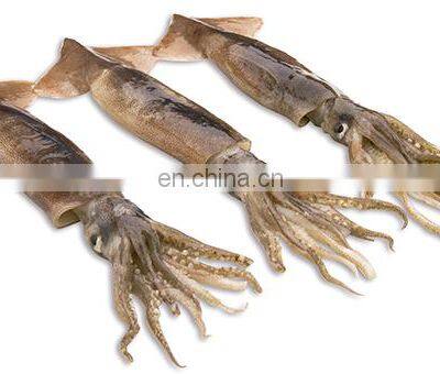 China Frozen Illex Squid Argentina Illex Squid photo-4