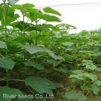 Wholesale Chinese Ornamental Tree Paulownia Seed Hybrid 9501 Shan Tong Paulownia Seeds for Planting photo-2