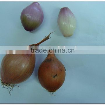 Fresh Vegetables Shallot