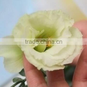 Top quality hot sale fresh eustoma grandiflorum made in china