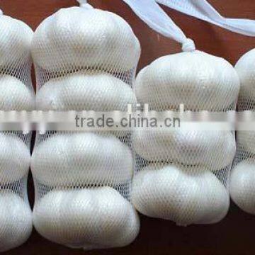 Chinese Garlic