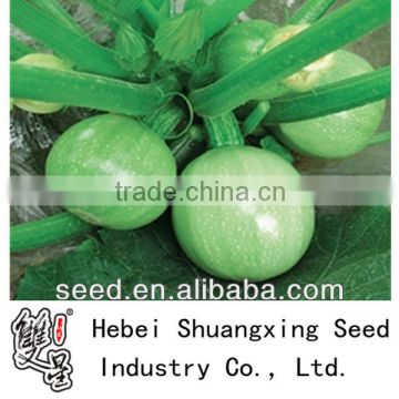 Green Pearl 4 high resistance light green hybrid squash seeds