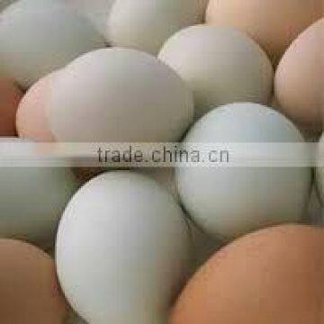 farm fresh chicken eggs