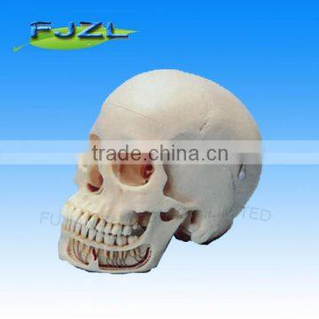 Dental Neurology skull Model/dental education models/Detal Patient Model