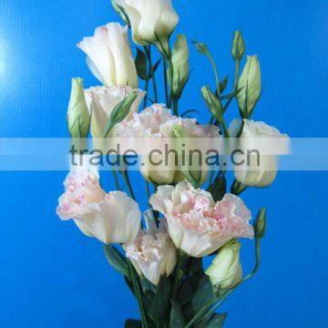 High quality multicolor flower eustoma eustoma from Kunming Qingyi