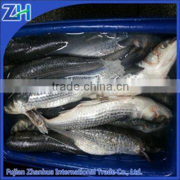 IWP seafood fish frozen grey mullet wholesale 600-800g