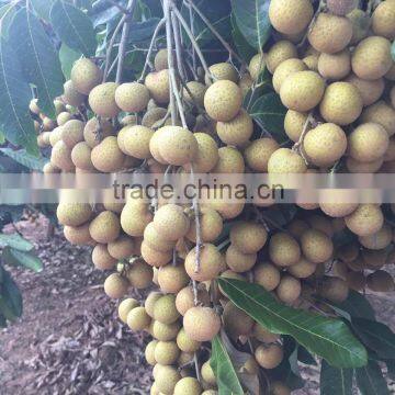 FRESH LONGAN FRUIT WITH BEST PRICE ANSD GOOD QUALITY