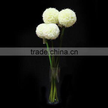 New Products 2016 Innovative Product Fistular Onion Flower With Different Size photo-2