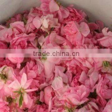 100% Pure ROSE OIL
