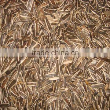 Bird raising sunflower seeds cheap market price