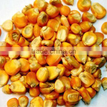 Indian Yellow Maize