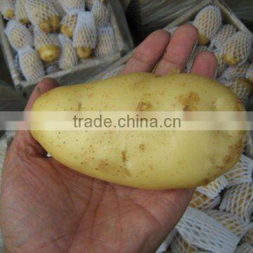 new crop fresh potato