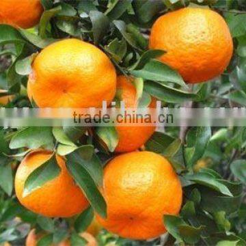 Chinese fresh mandarin