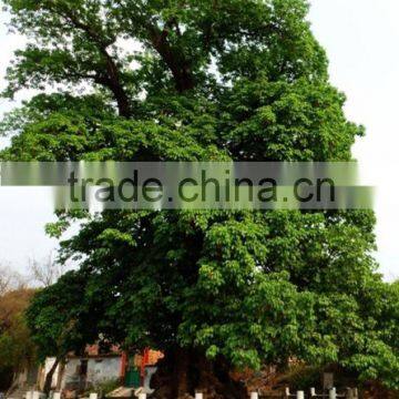 Big Size Bischofia Javanica Tree Seedling