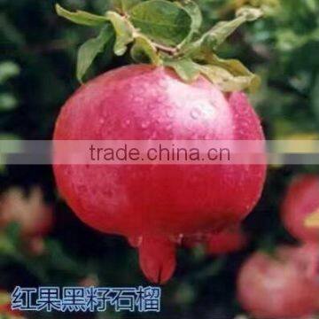 Easy Survival Pomegranate Seedling photo-4