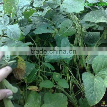 Black Soybeans With Yellow Kernel photo-3