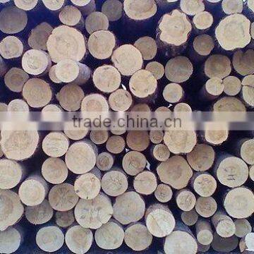 Timber Log / Sawlogs /Wood Round Logs photo-3