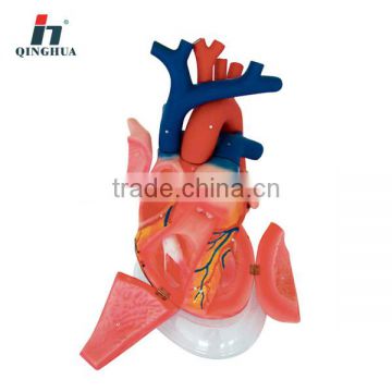 Human Heart Model 3times