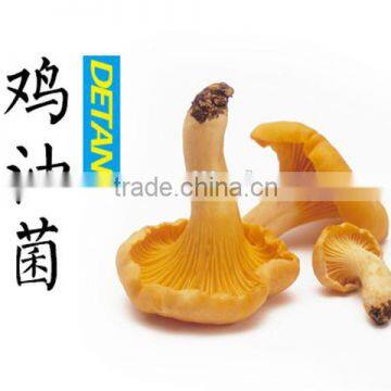 Dried Mushroom Cantharellus Cibarius photo-5