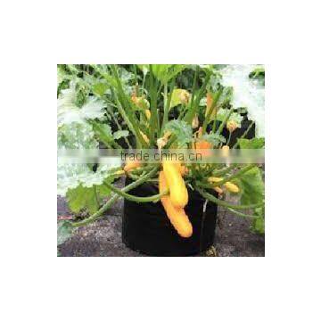 Outdoor Plant Bags Smart Pot Non Woven Plant Bag (1 Gal to 1200 Gal)