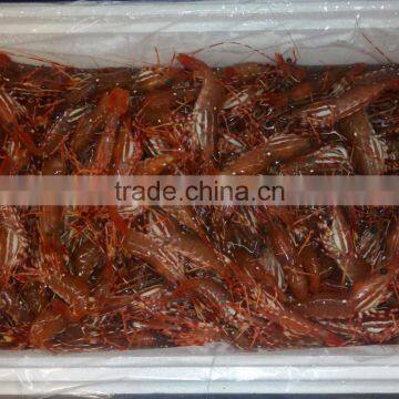 Live Spot Prawn photo-3