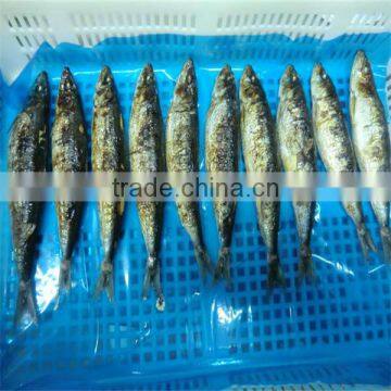 cooking iqf frozen wholesale fresh fish