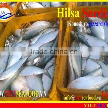 FROZEN HILSA SARDINE WHOLE ROUND photo-6