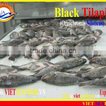 FROZEN BLACK TILAPIA WHOLE ROUND