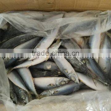 Frozen Pacific Mackerel Seining Catching photo-2