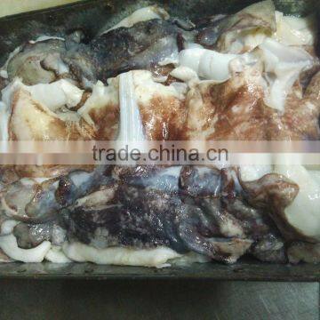 Frozen Giant Squid Neck photo-4