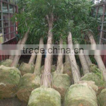 Ficus Irregularis photo-3