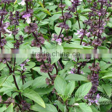 Ocimum Basilicum